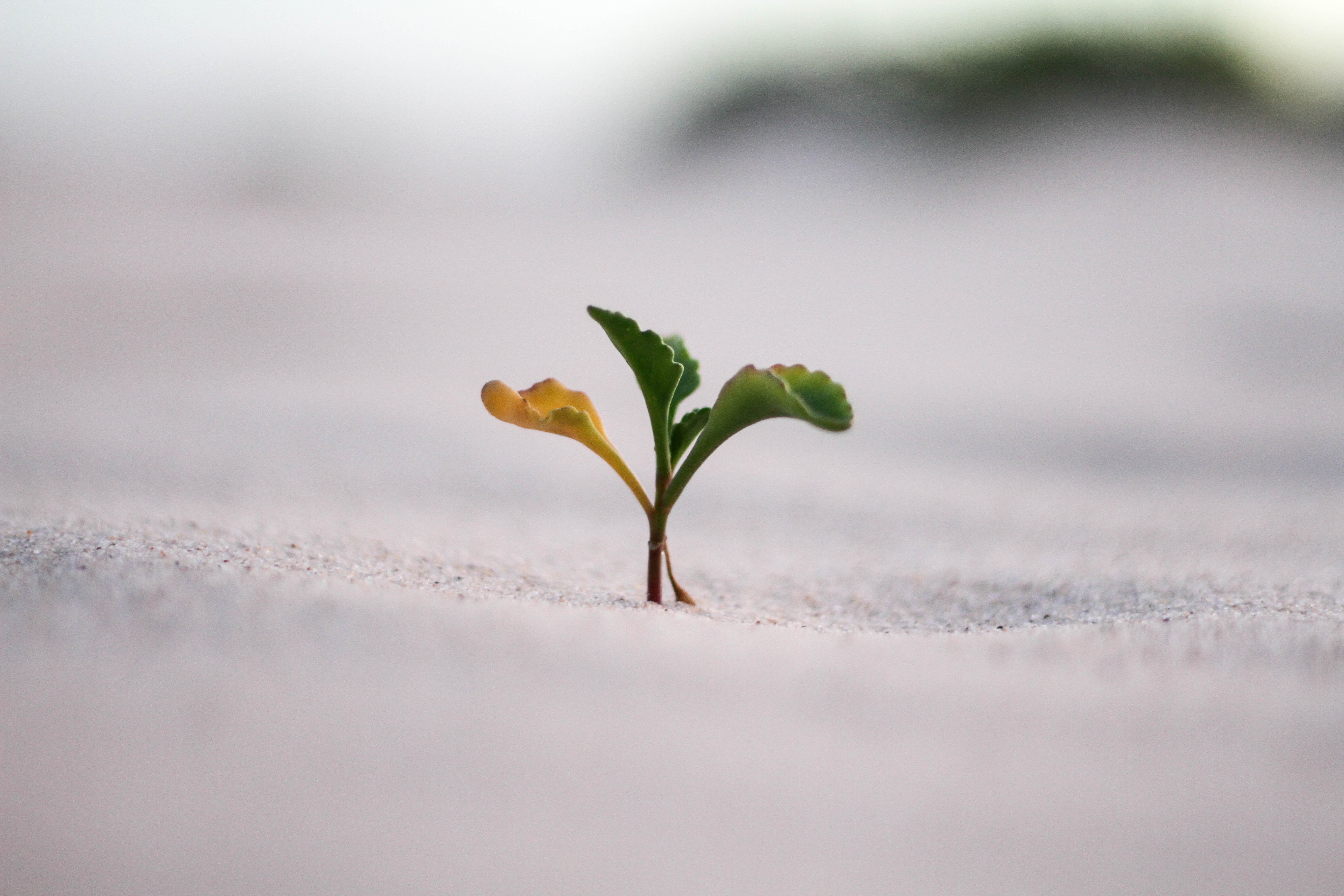 Sprouting seed
