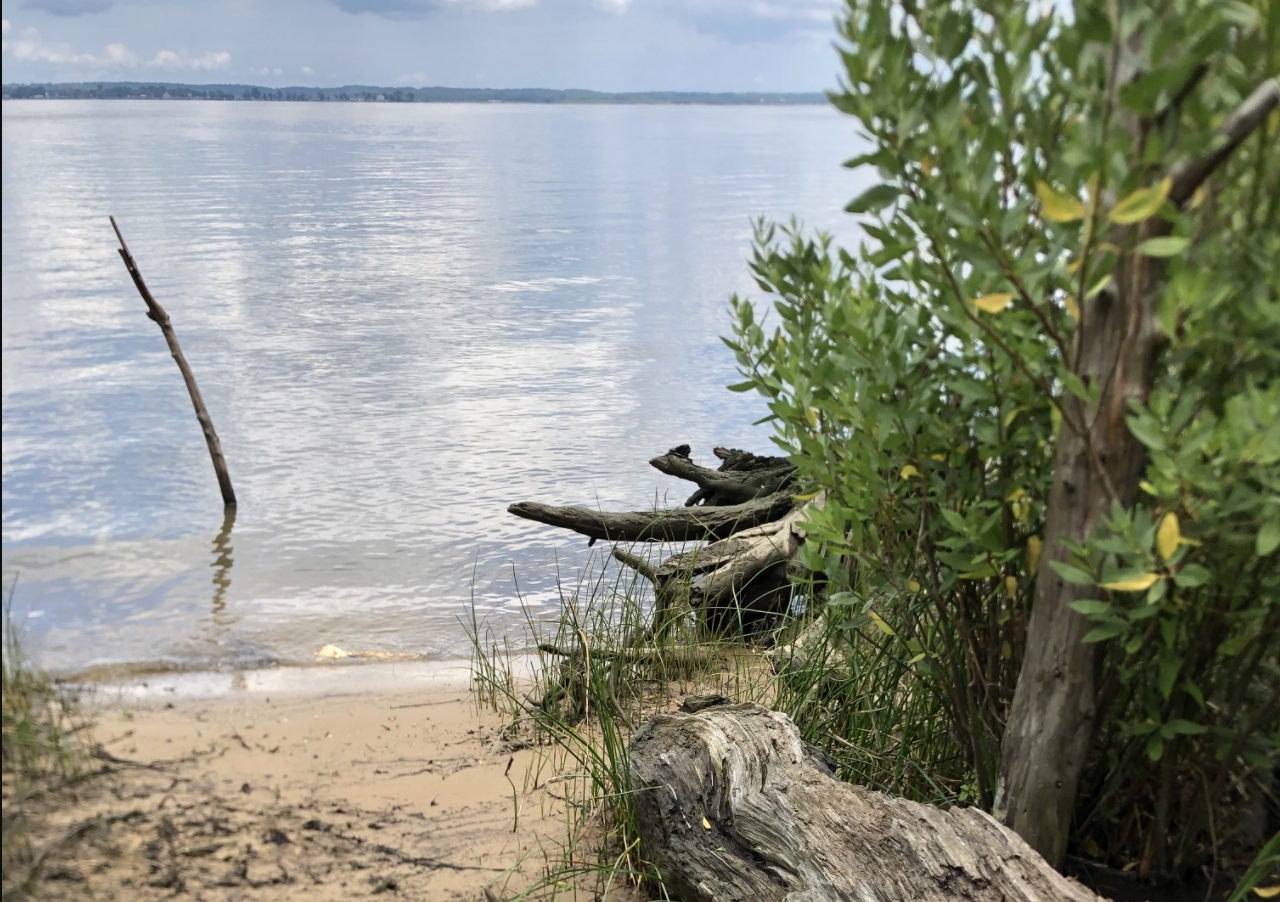 Shore in Virginia with logs and depris.