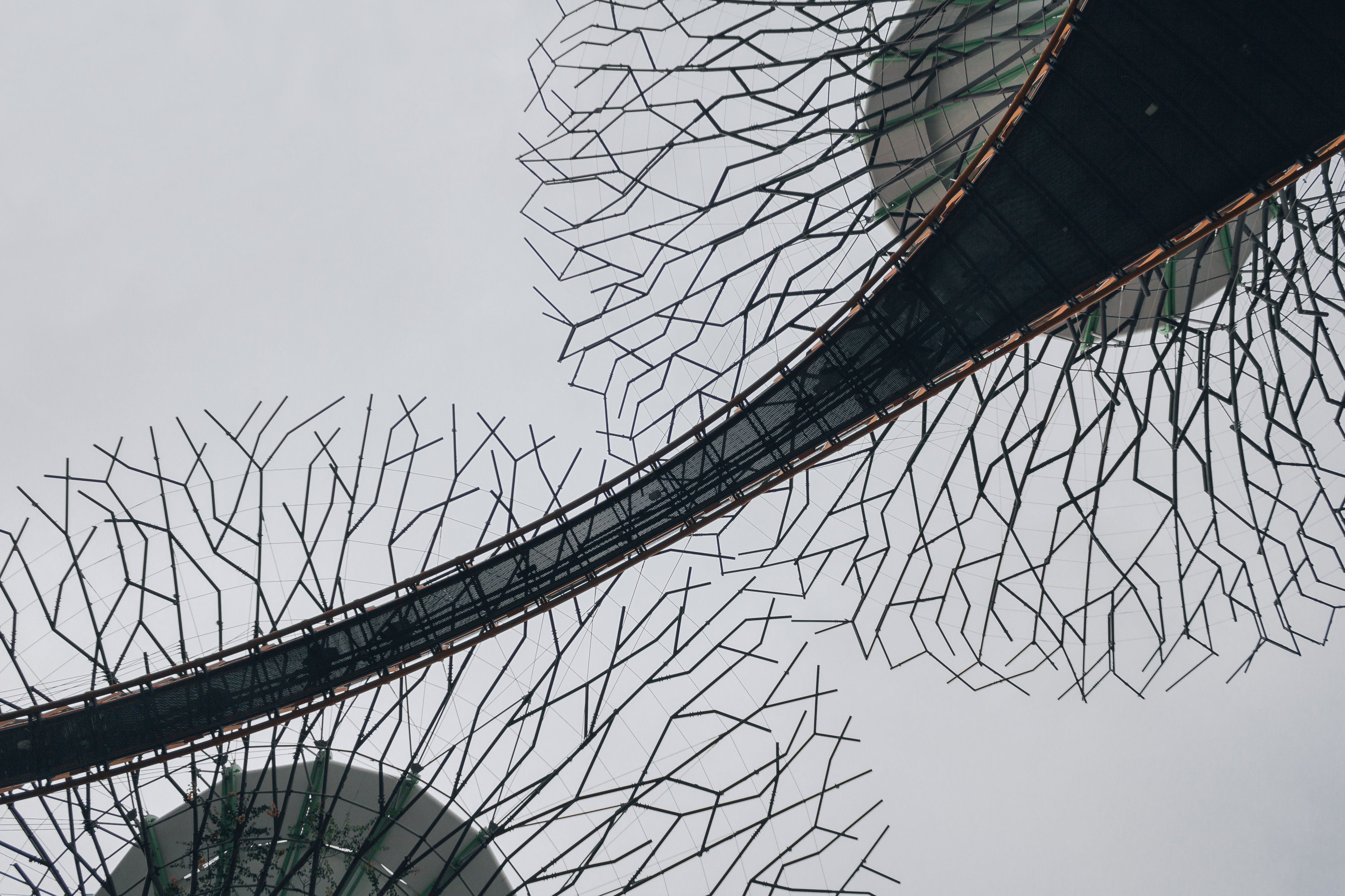 biomimicry design UNSPLASH Daniel Buhat credit