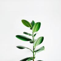 Sprouting seedling