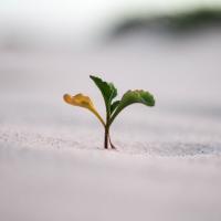 Sprouting seed