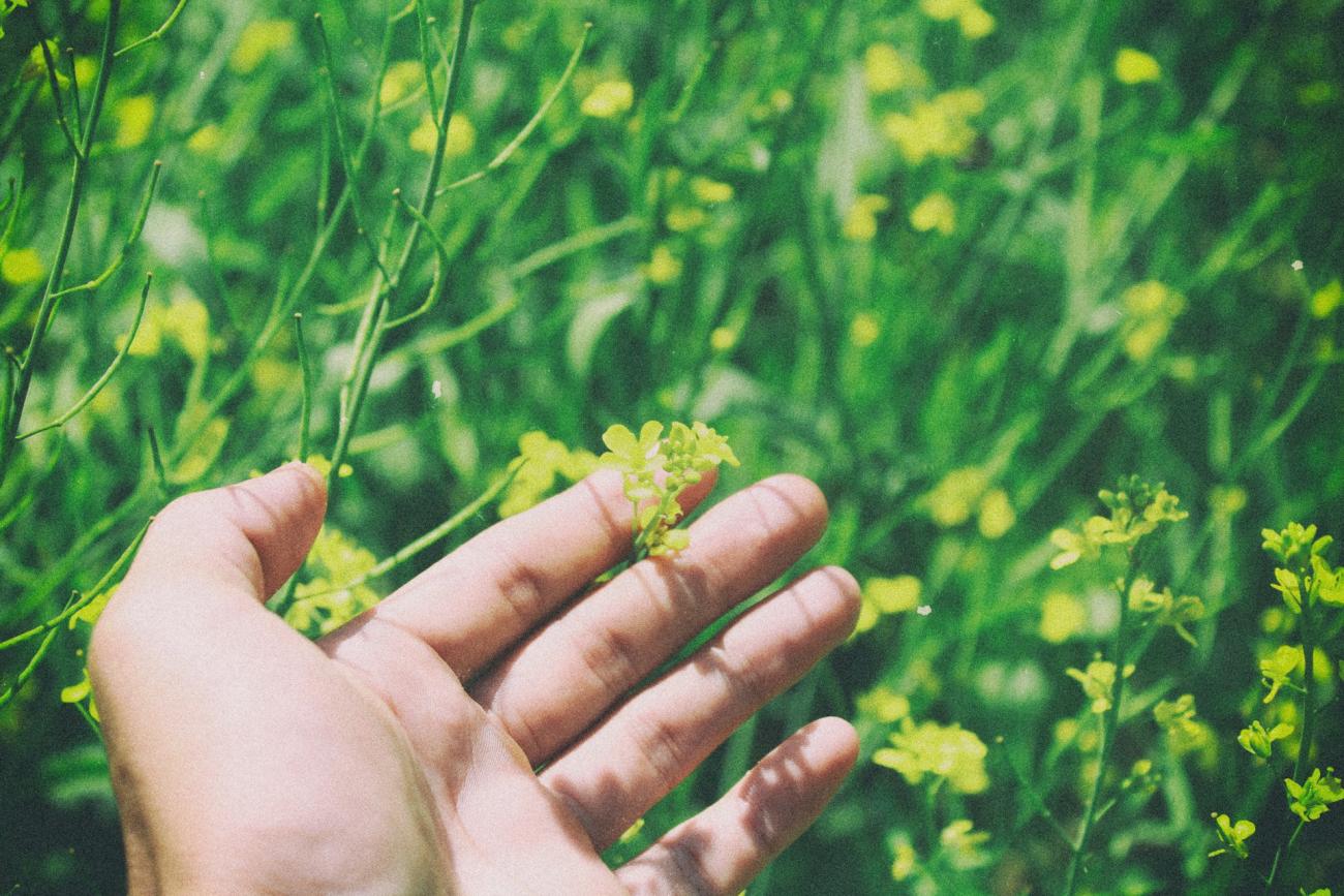 Close up of a hand holding small yellow bulbs in a grassy field
