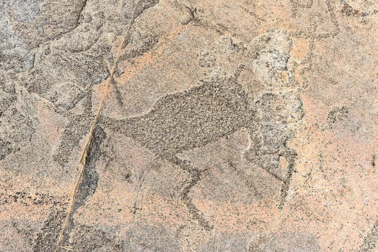 Close up of a petroglyph on a rock depicting a deer.